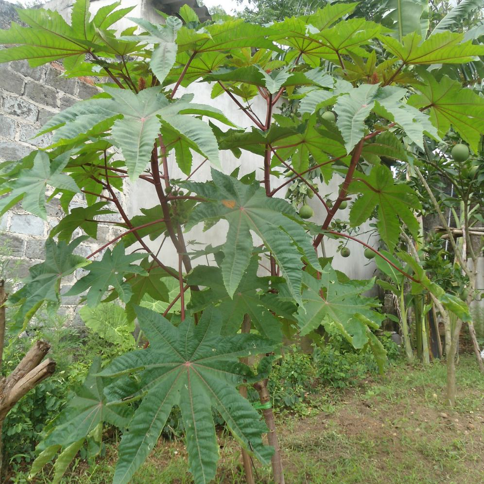 Cây Đu Đủ Dầu