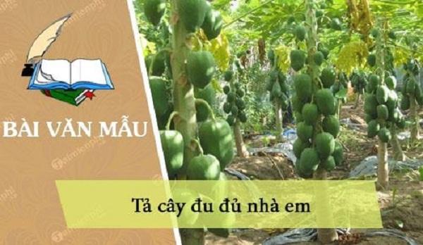 Tả cây đu đủ lớp 4 Gallery 2