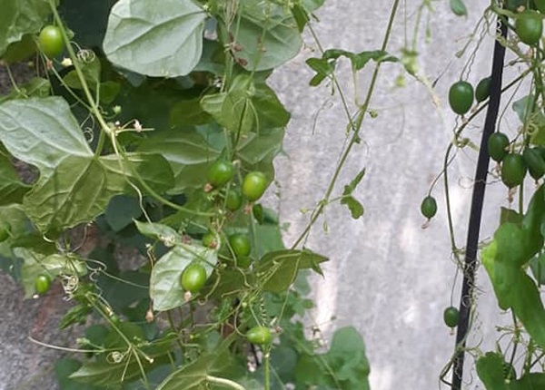 Cây Dưa Chuột Dại