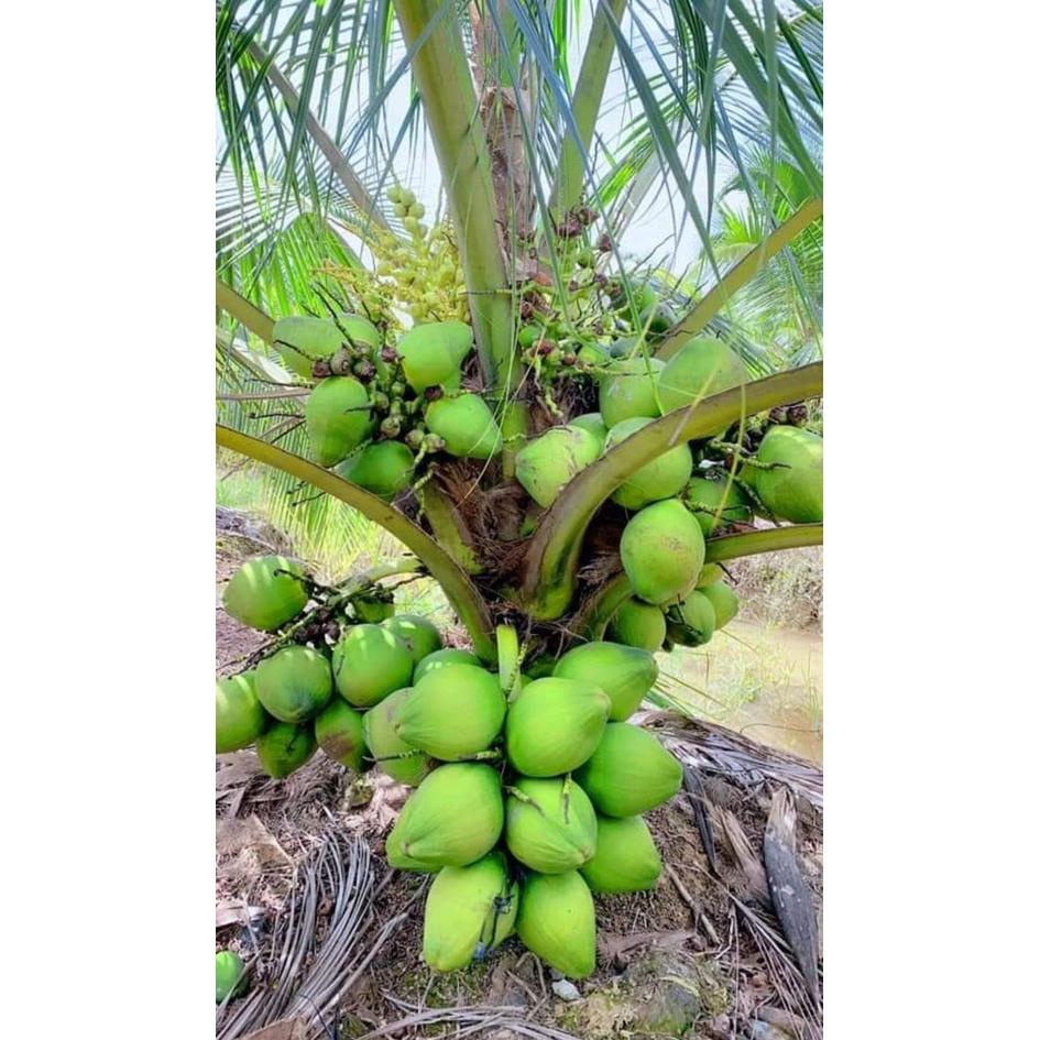Cây Dừa Xiêm Lùn