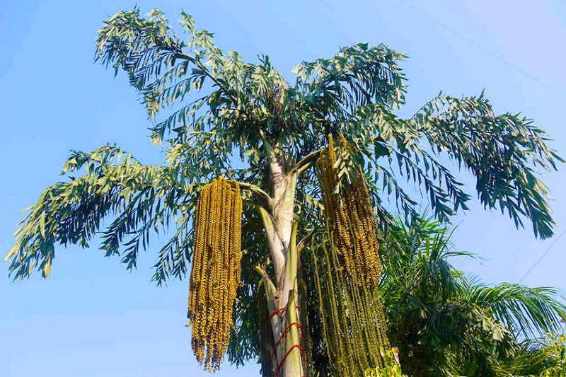 Cây Đủ Đỉnh Là Cây Gì?