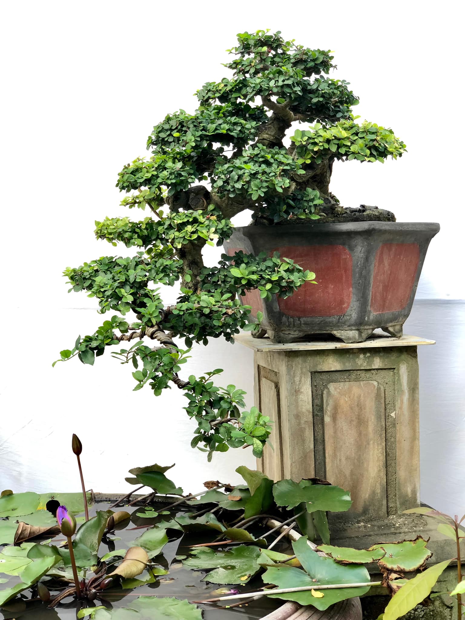 Cây Dưới Bồn Sai