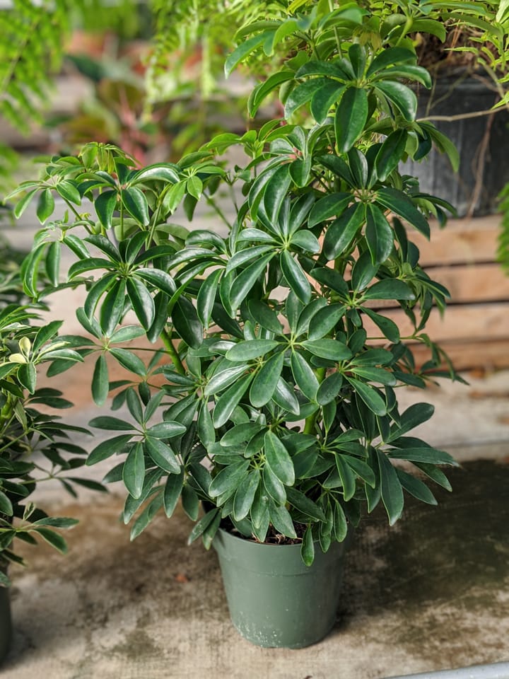 Cây Đuổi Muỗi Ngoài Trời: Giải Pháp Tự Nhiên Giữ Cho Khu Vườn Của Bạn Thoáng Mát Và An Toàn