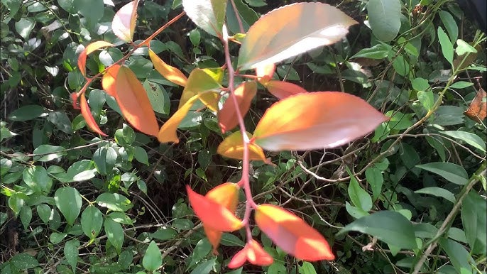 Cây Gai Bướm Rừng