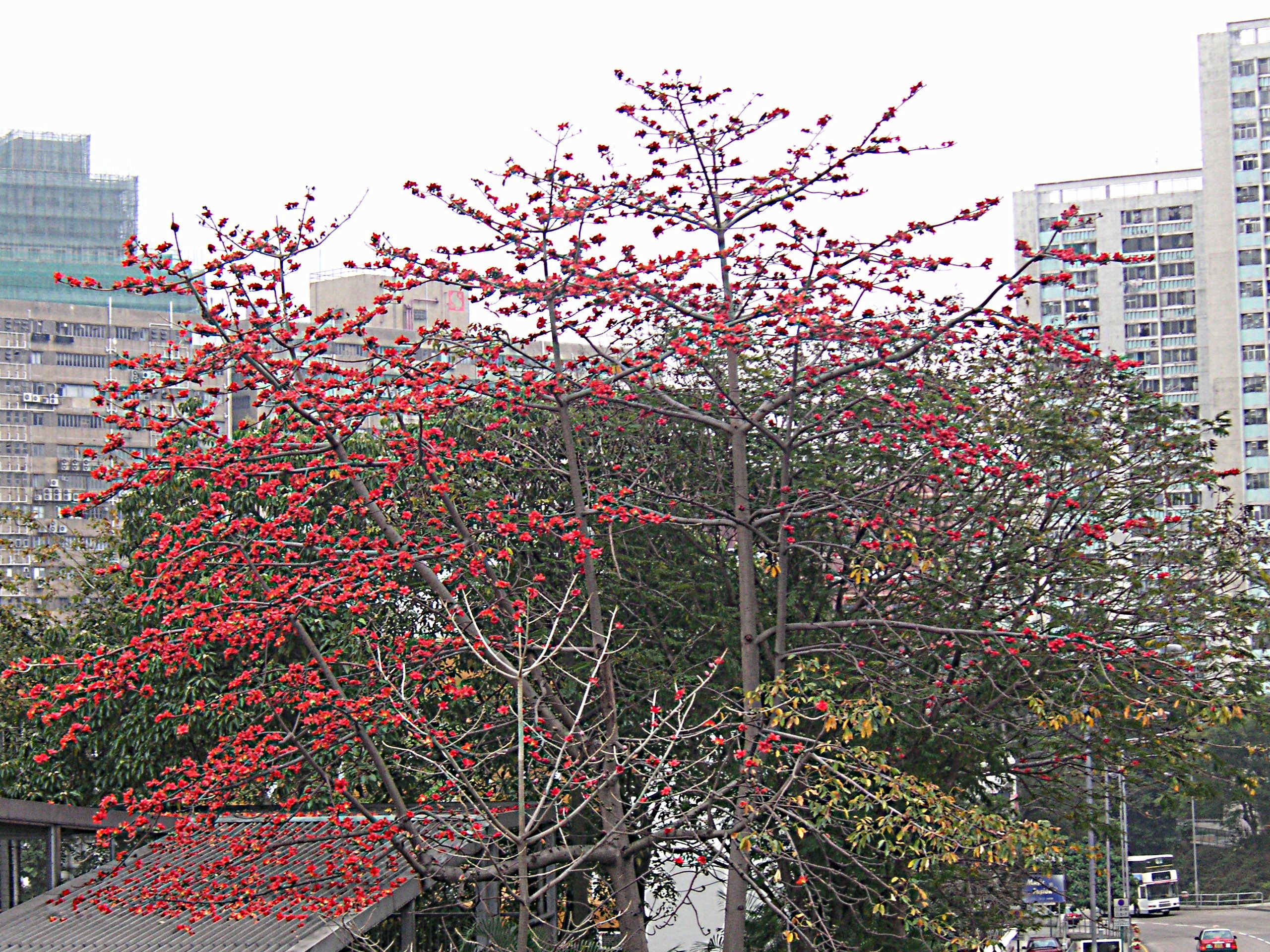 Cây Gạo Là Cây Gì?