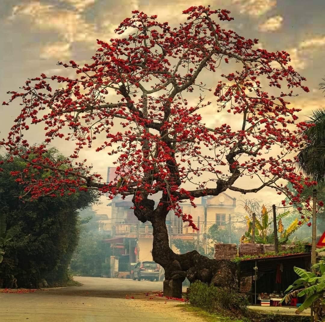 Cây Gạo Có Ma - Sự Thật Hay Huyền Thoại? Gallery 2