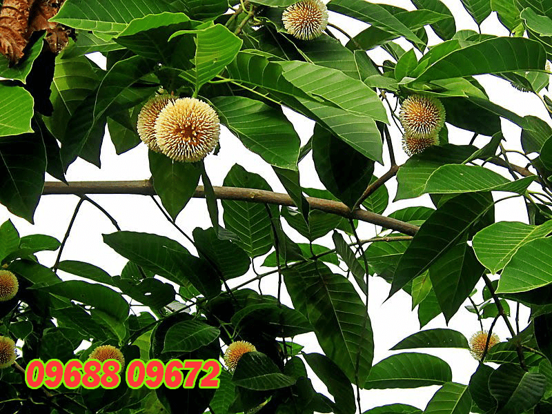 Cây Gáo Vàng Để Làm Gì?