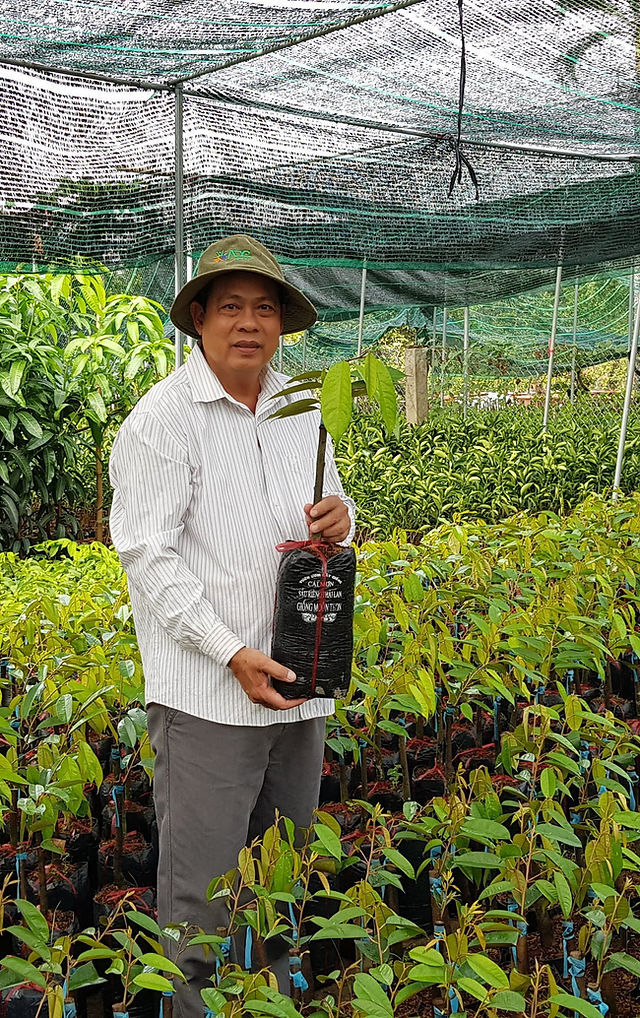 Cây Giống Cái Mơn