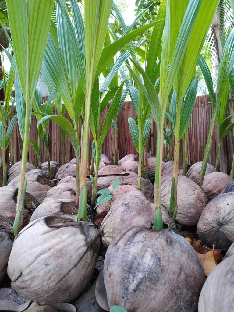 Cây Giống Dừa Sáp: Nguồn gốc, cách trồng và giá trị kinh tế
