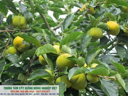 Cây Giống Hồng Giòn Đà Lạt