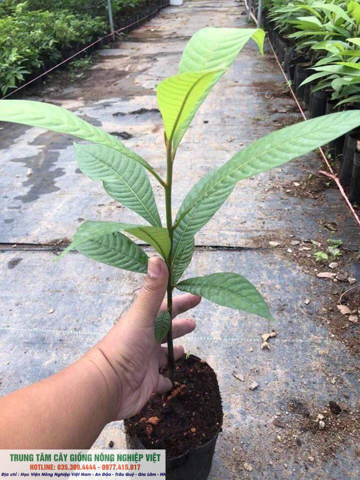 Cây Giống Hồng Xiêm Ruột Đỏ
