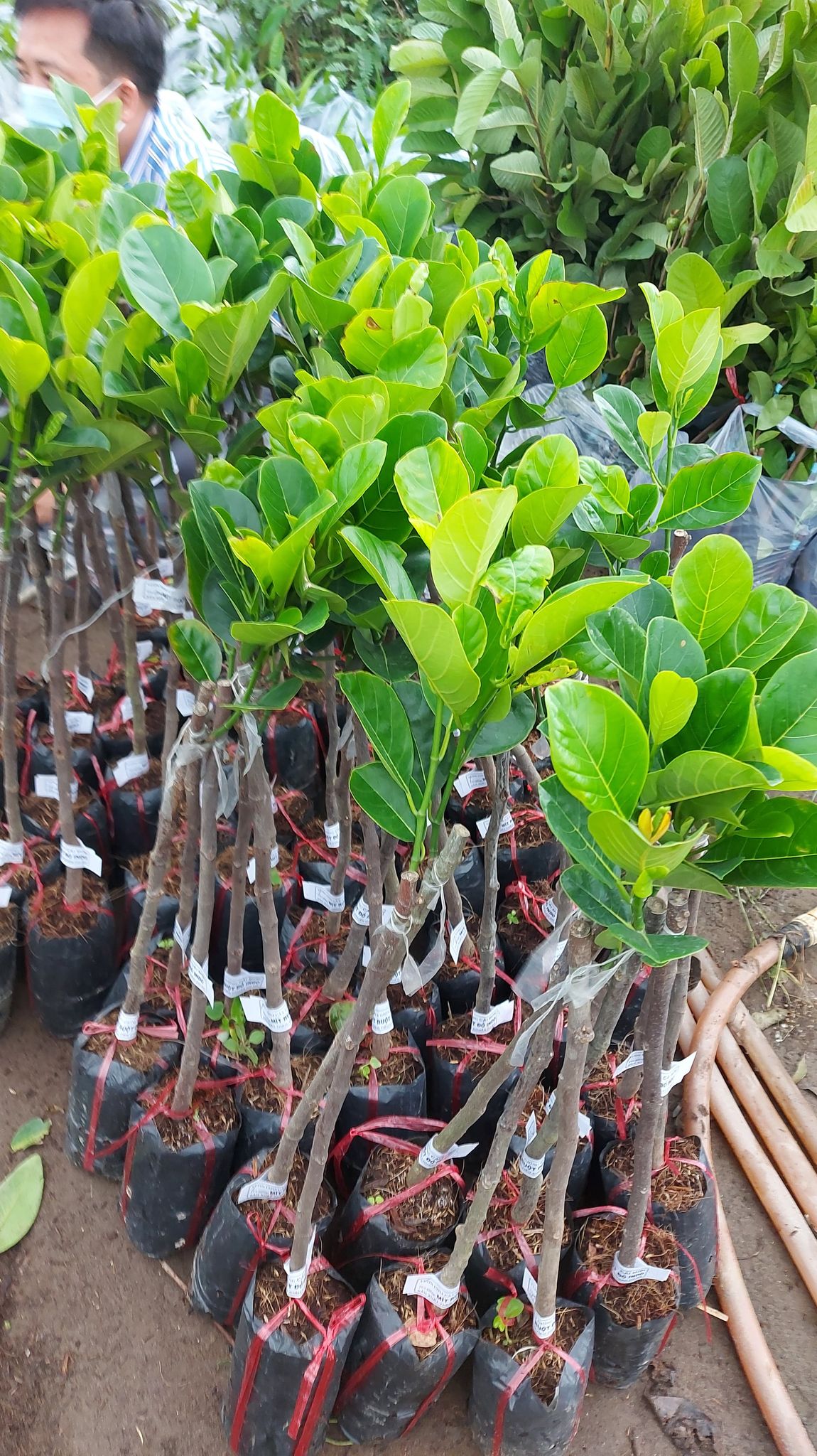 Cây Giống Mít Ruột Đỏ: Nguồn Cung Cấp Và Hướng Dẫn Trồng Trọt