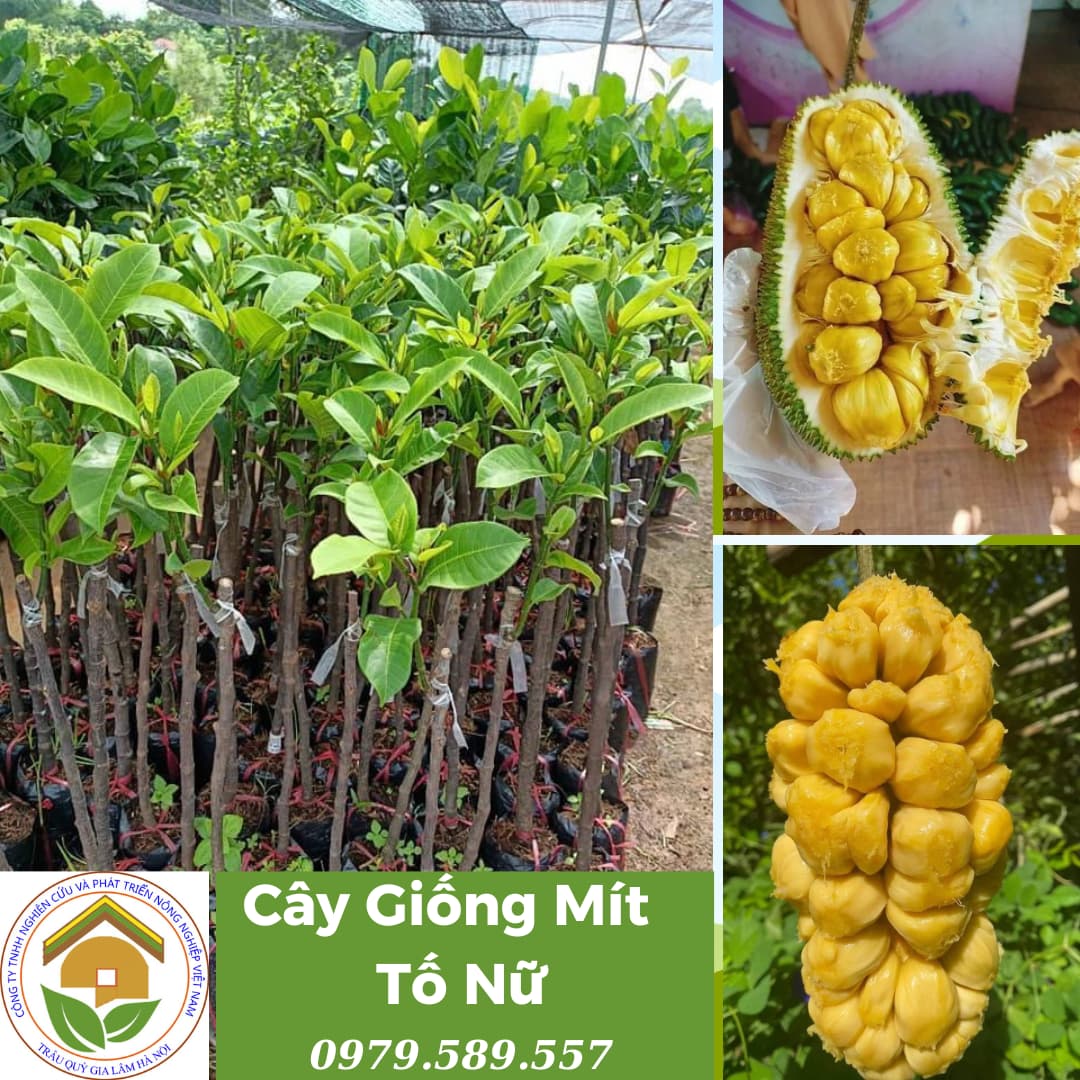 Cây Giống Mít Tố Nữ - Nguồn Cung Cấp Giống Chất Lượng Cao