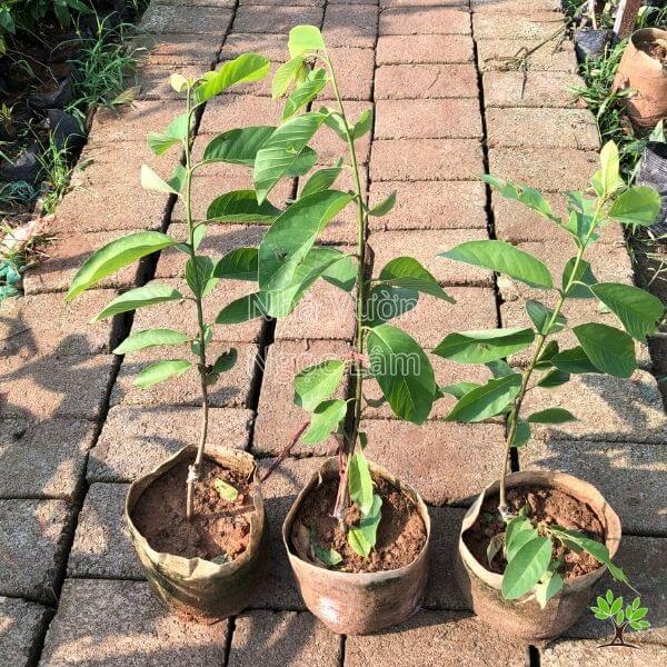 Cây Giống Na Sầu Riêng: Nguồn Cung Cấp Và Hướng Dẫn Trồng Trọt