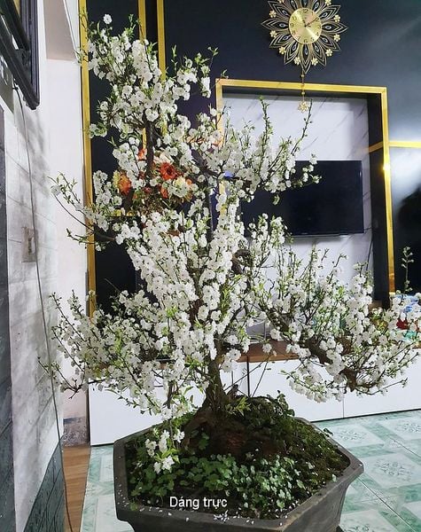 Cây Giống Nhất Chi Mai
