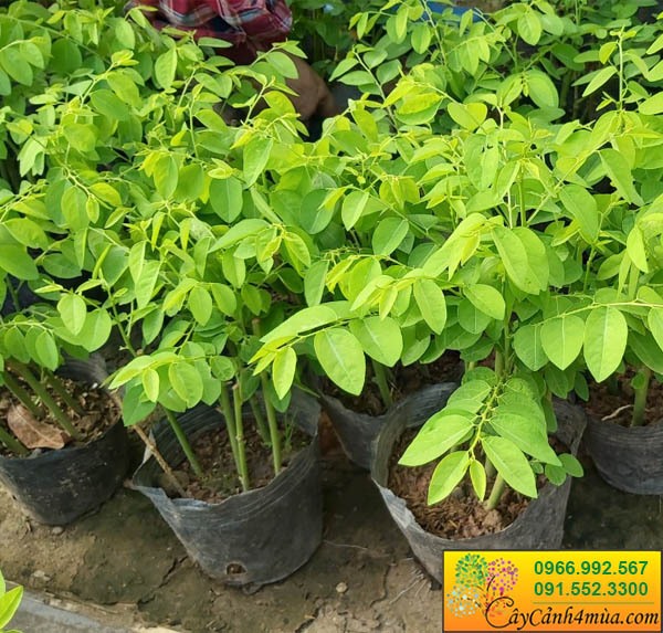 Cây Giống Rau Ngót - Nguồn Cung Cấp Giống Chất Lượng Cao