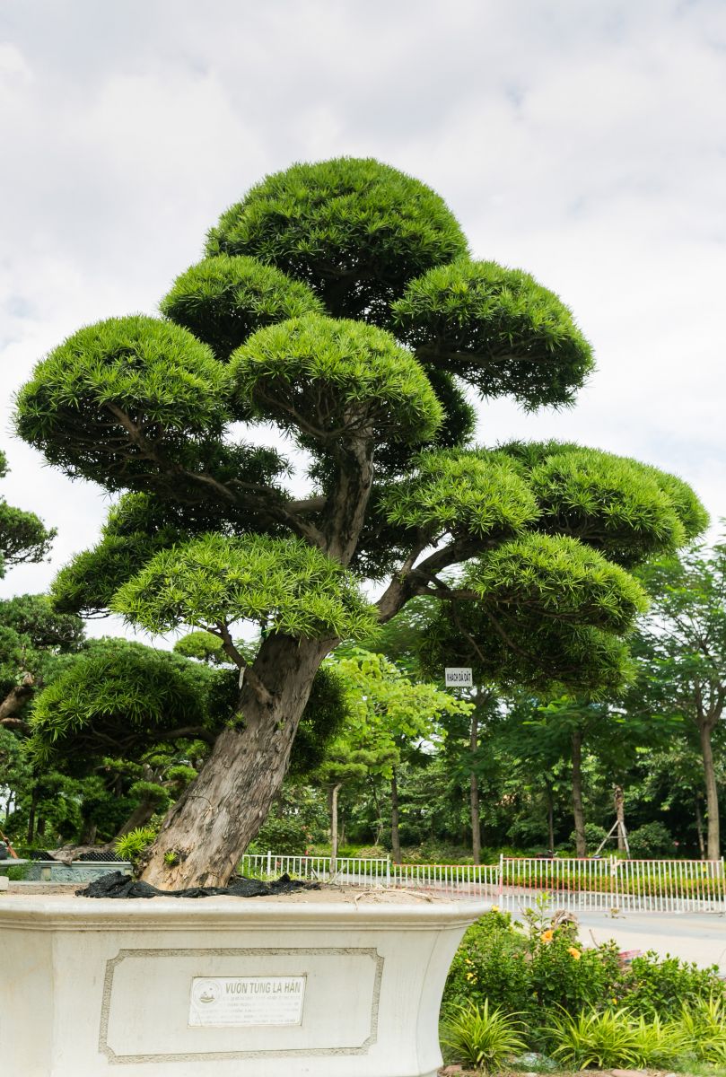 Cây Giống Tùng La Hán Nhật Bản