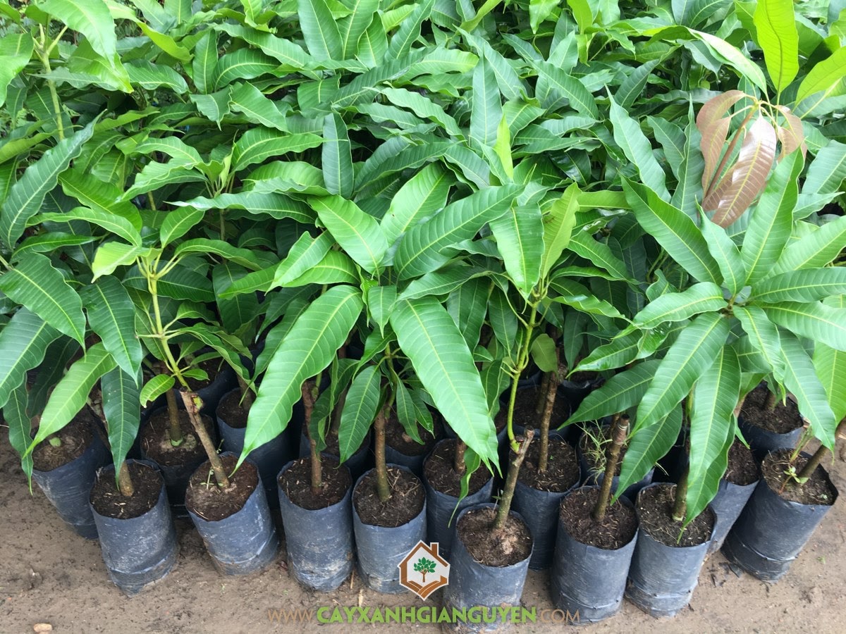 Cây Giống Xoài Cát Hòa Lộc: Nguồn Gốc, Đặc Điểm Và Cách Trồng