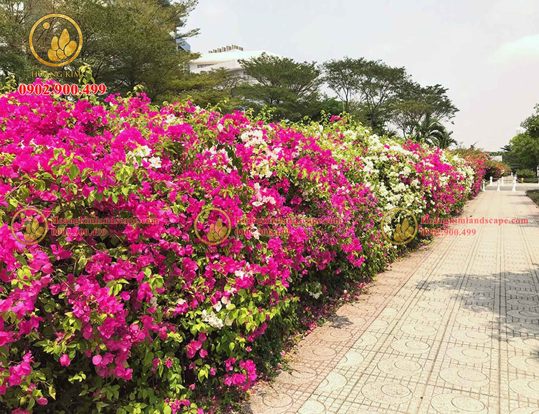 Cây Hàng Rào Đường Viền: Lựa Chọn Hoàn Hảo Cho Không Gian Xanh Của Bạn
