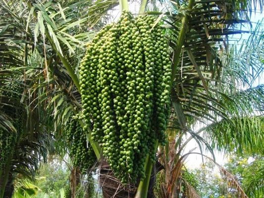Cây Hạt Đác Như Thế Nào?