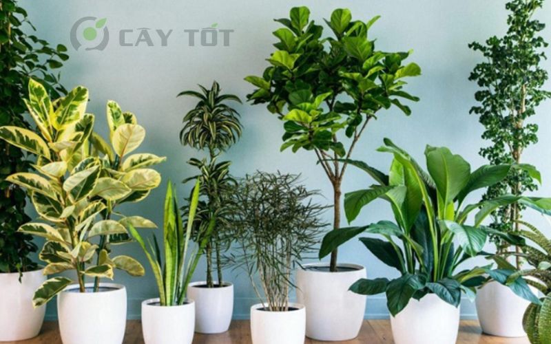 Những Loại Cây Cảnh Ngoại Trời Đẹp Mắt và Thích Hợp Cho Vườn Nhà Bạn Gallery 1