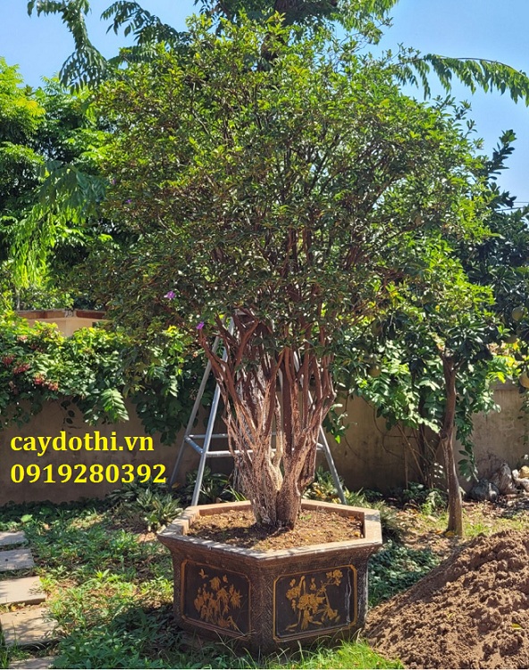 Cây Hoa Nhài Cổ Thụ