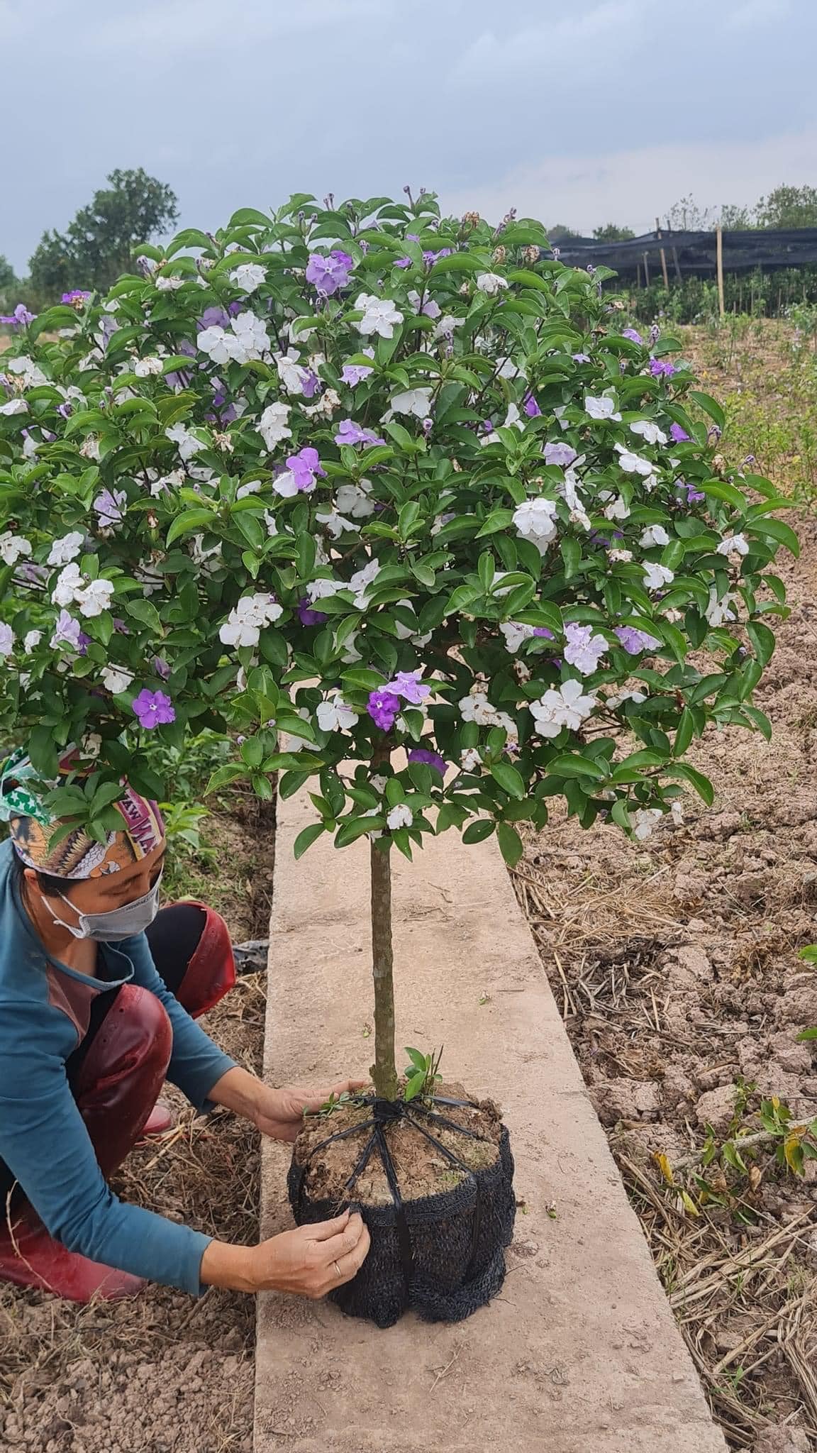 Hoa Nhài Nhật - Đặc điểm, cách trồng và chăm sóc
