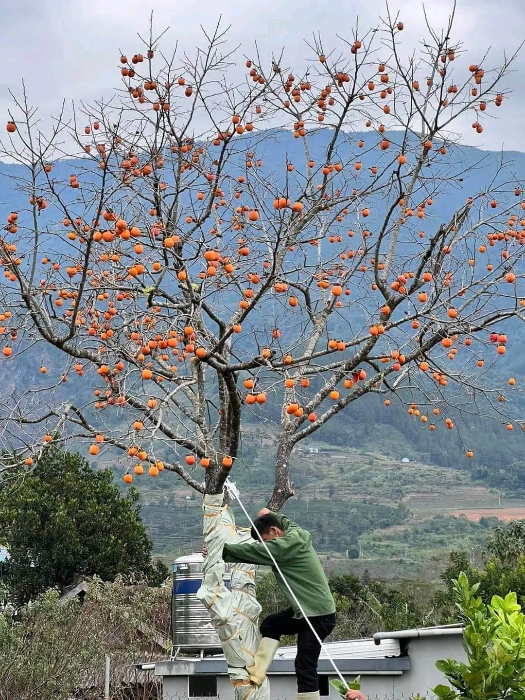 Cây Hồng Ăn Quả Cổ Thụ - Kỳ Quan Thiên Nhiên
