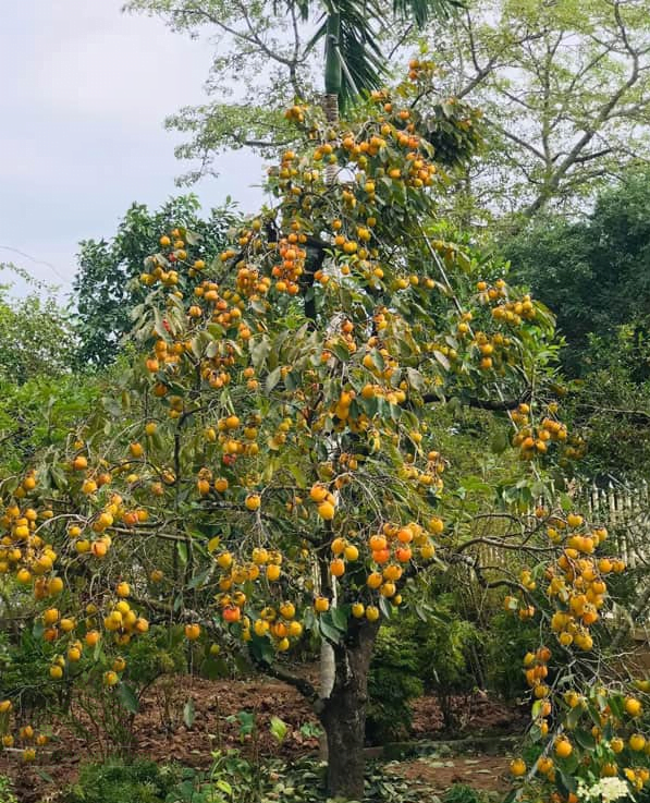 Cây Hồng Nhung Trồng Bao Lâu Có Trái? Gallery 2