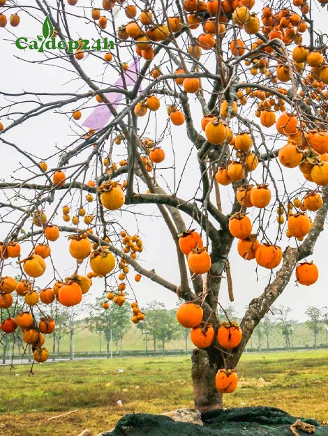 Cây Hồng Quả Chơi Tết - Gợi Ý Chọn Cây Đẹp, Đảm Bảo May Mắn