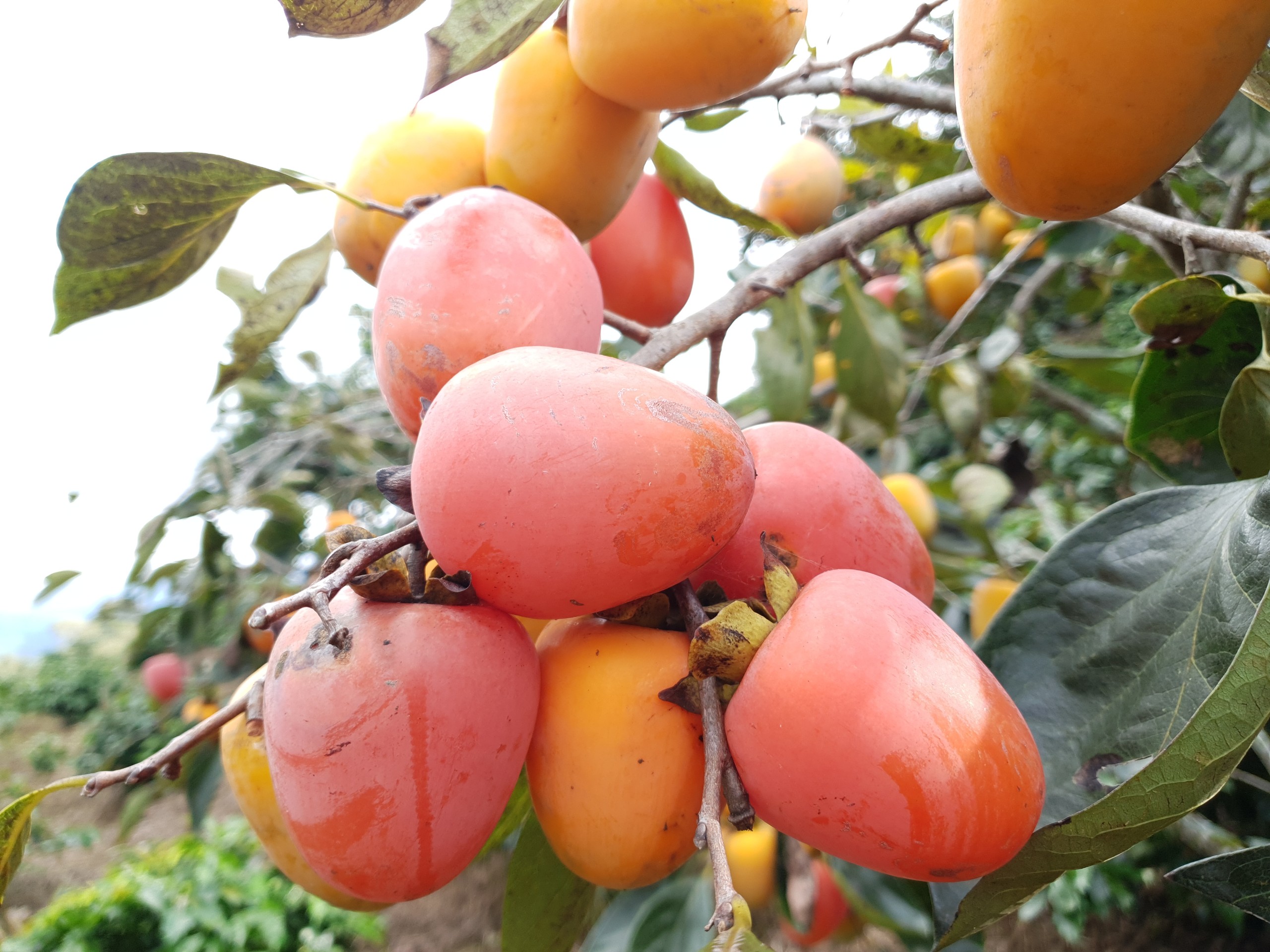 Cây Hồng Trứng Ăn Quả