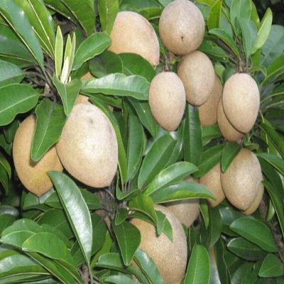 Cây Hồng Xiêm Xoài