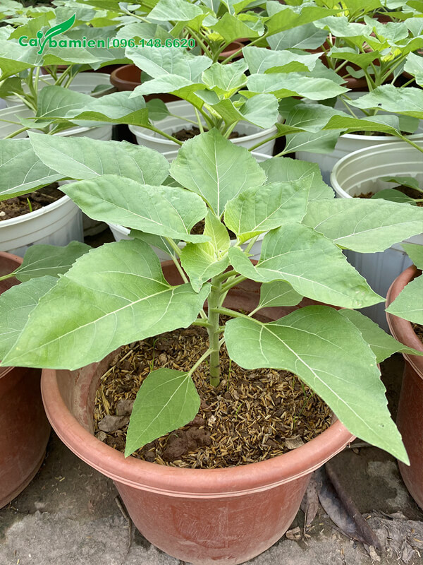 Cây Hướng Dương Con