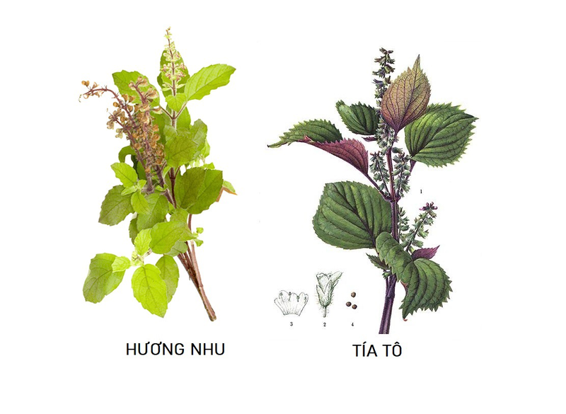 Cây Hương Nhu còn gọi là cây gì?