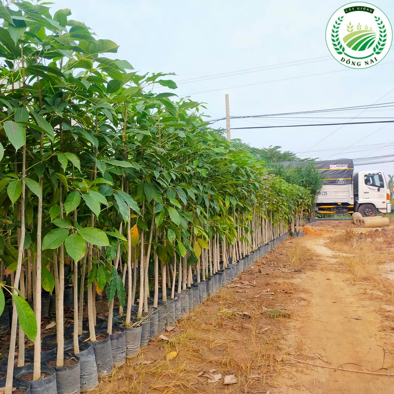 Cây Kèn Hồng Giống