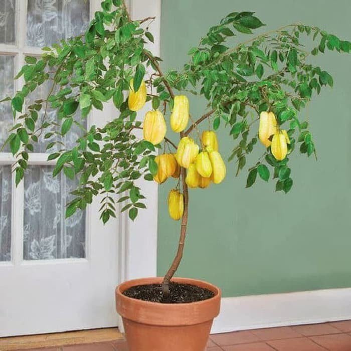 Cây Khế Cảnh Trồng Trong Nhà: Hướng Dẫn Chi Tiết Từ A Đến Z
