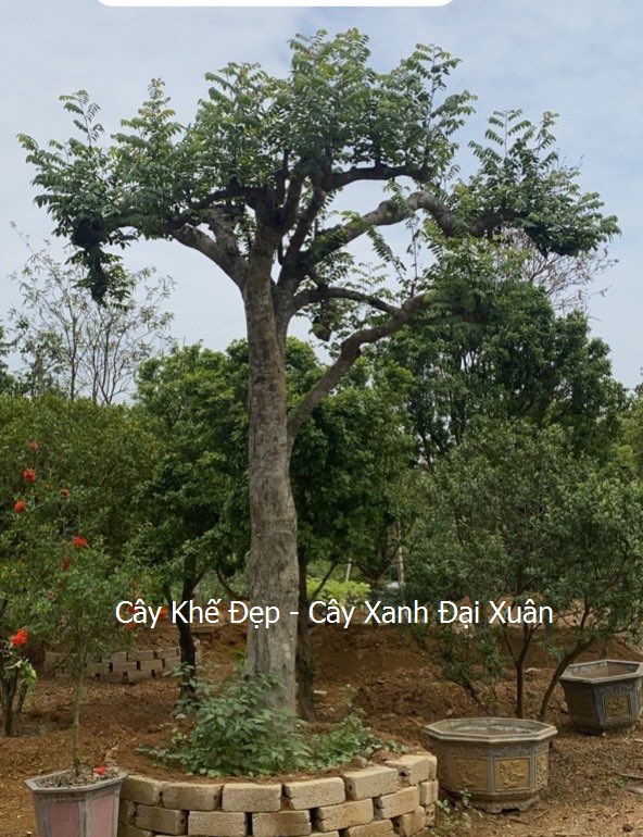 Cây Khế Chua Đẹp