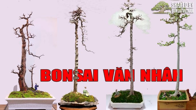 Cây Khế Dáng Văn Nhân: Đặc Điểm, Giá Trị Và Cách Chăm Sóc Gallery 1