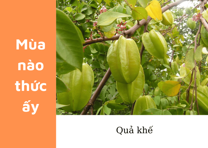 Cây Khế Ra Quả Vào Mùa Nào?