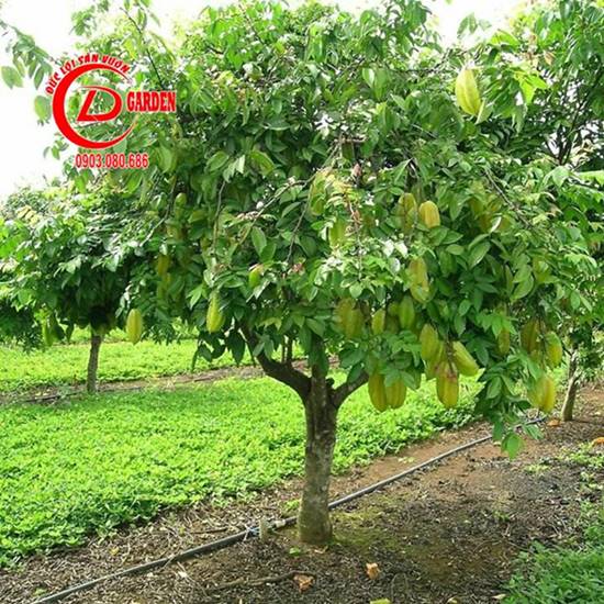Cây Khế Rễ Cọc Hay Rễ Chùm?