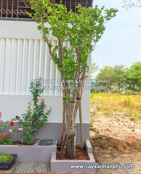 Cây Khế Rễ Cọc Hay Rễ Chùm? Gallery 2