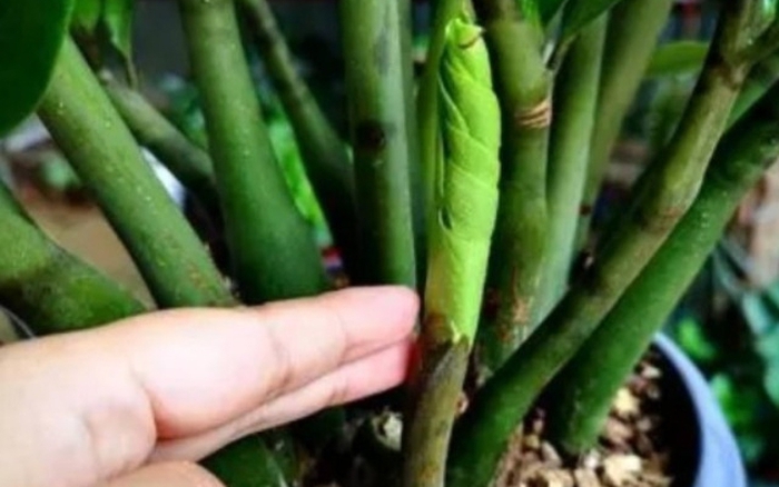 Cây Kim Tiền Đâm Chồi: Dấu Hiệu May Mắn Hay Cần Chăm Sóc?