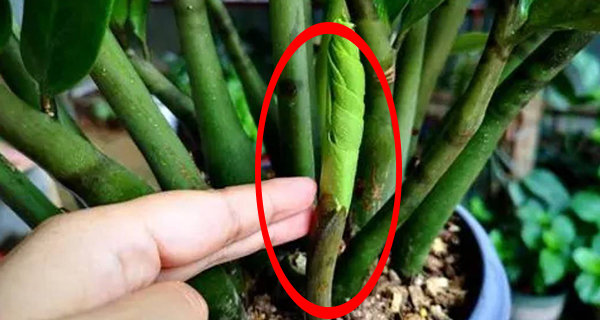 Cây Kim Tiền Đâm Chồi Có Ý Nghĩa Gì?