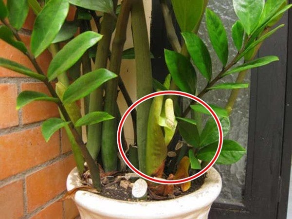 Cây Kim Tiền Đâm Chồi: Dấu Hiệu May Mắn Hay Cần Chăm Sóc? Gallery 2