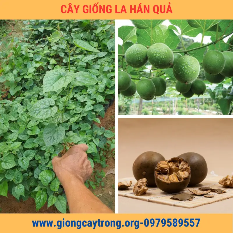 Cây La Hán Quả Giống