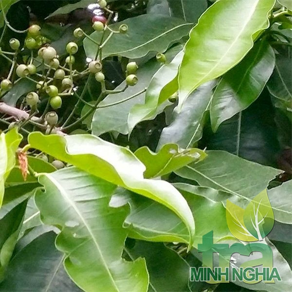 Cây Lá Vối Nếp
