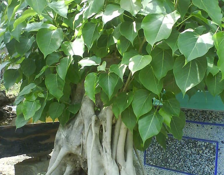 Cây Lâm Vồ Là Cây Gì?