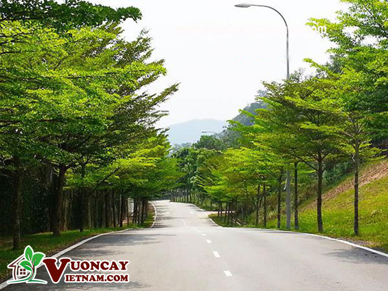 Cây Lấy Bóng Mát Nhanh Lớn