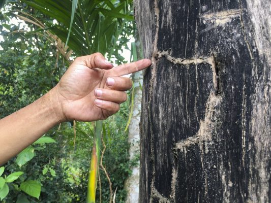 Cây Lấy Gỗ Chịu Ngập Nước