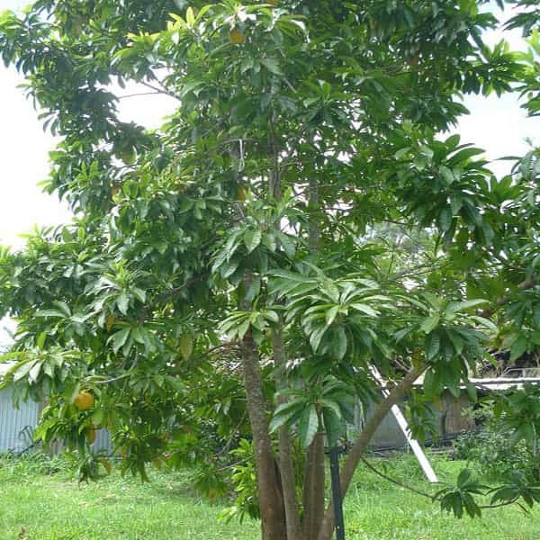 Cây Lê Ki Ma Trồng Bao Lâu Có Trái?